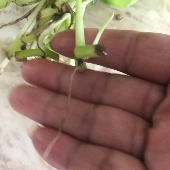 5 Rooted Starter Neon Pothos - Picture 4 of 11